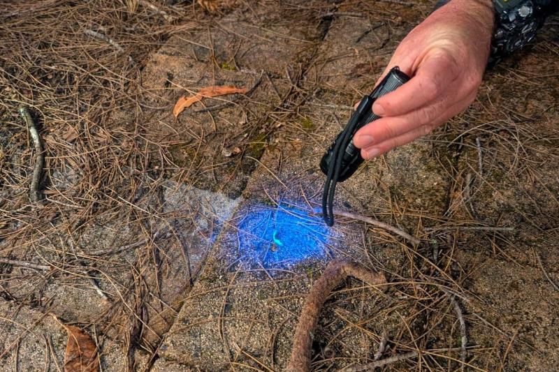 ブラックライトで照らしてみると、蛍光に反射する生き物が？