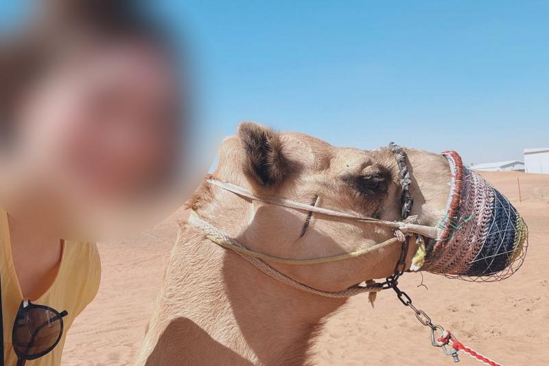 ドバイ砂漠×ラクダ