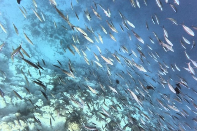 魚の大群に、タイマイを間近に見ることができ大興奮でした〜〜！！