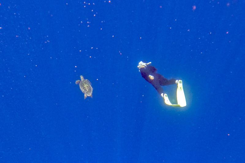 ウミガメと一緒に泳ぐことも叶いました