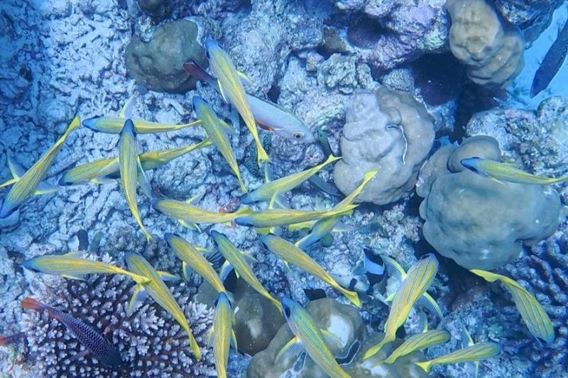 ハウスリーフのお魚たち