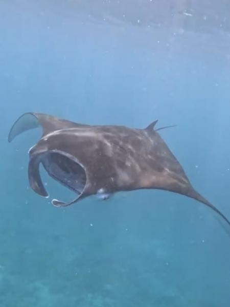 マンタと近くを一緒に泳ぐことができて、本当に感動しました！！