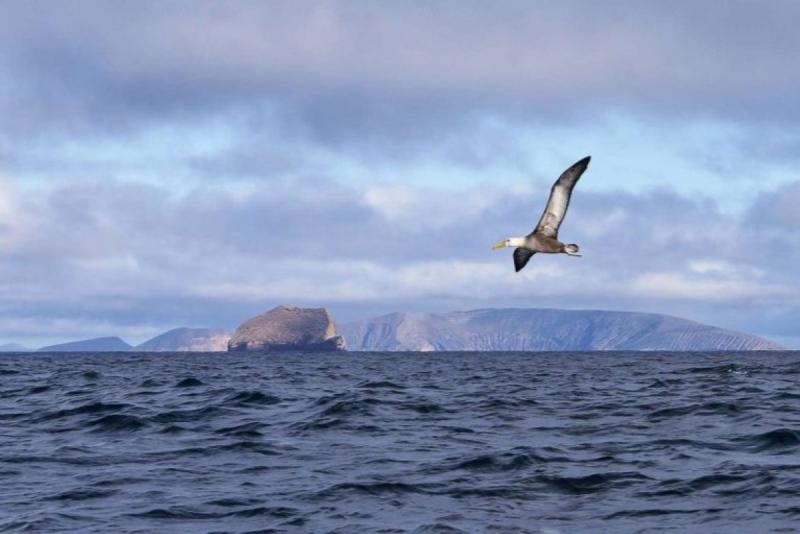 クアトロ・エルマノス