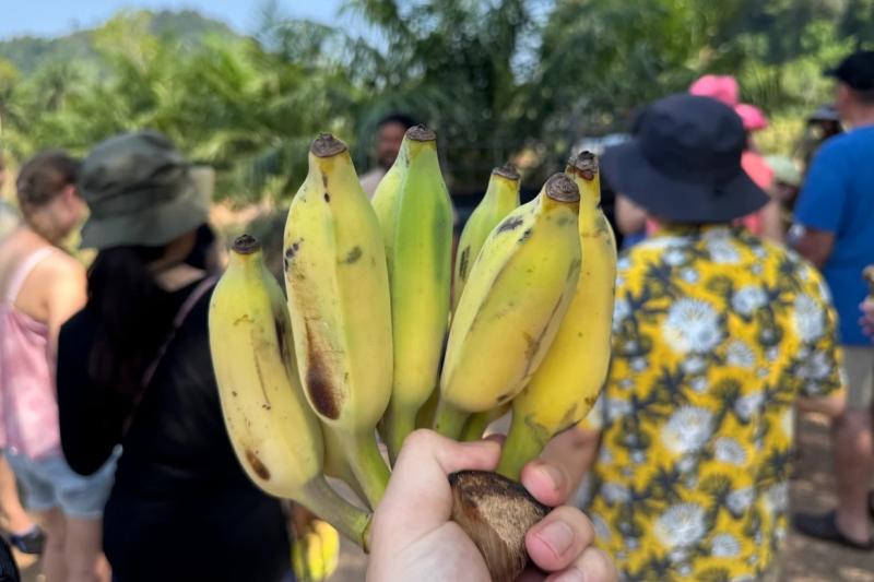 ゾウの1日の食事量はなんと400㎏！ 数え切れない量のバナナとサトウキビが一瞬でなくなりました