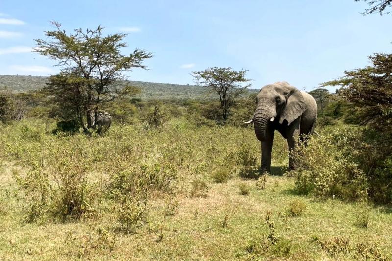 突然茂みの陰から現れたアフリカゾウ。草をむしる音が聞けるのは大自然ならでは