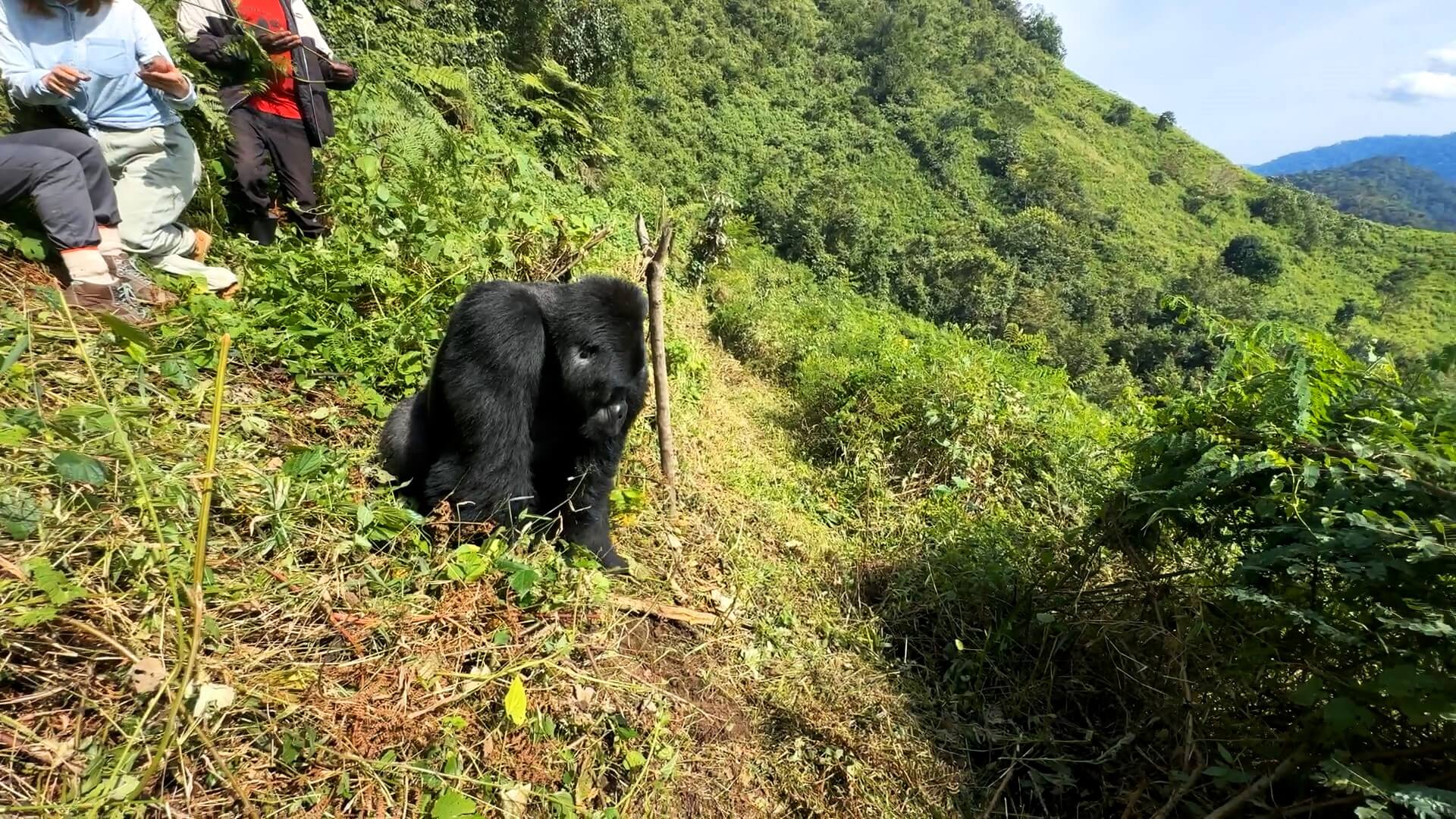 Bwindi Impenetrade National Park REPORT|ブウィンディ原生国立公園 視察ブログ