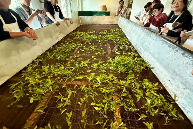 摘み取ったばかりの新鮮な茶葉を広げてしおらせます（萎凋）