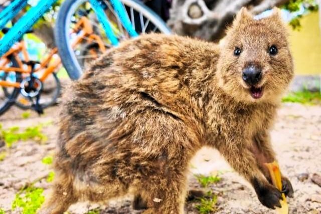 また、ロットネスト島は、カンガルーの仲間で希少動物の「クオッカ」に出会える島としても知られています（写真：クオッカ）。クオッカは口元が笑っているように見えることから“世界一幸せな動物”と言われています。