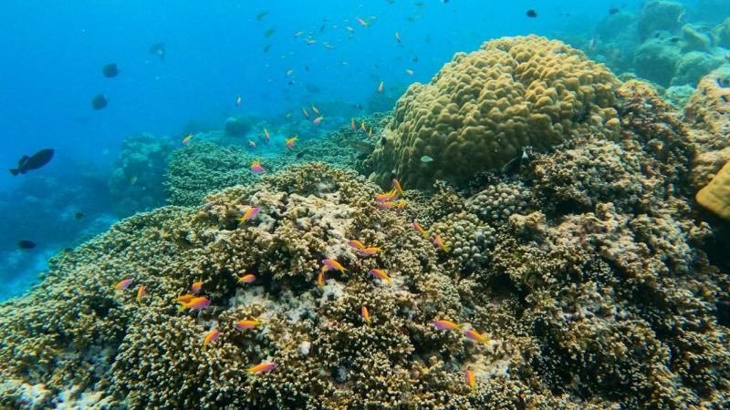 いろんな種類のカラフルな小魚たち