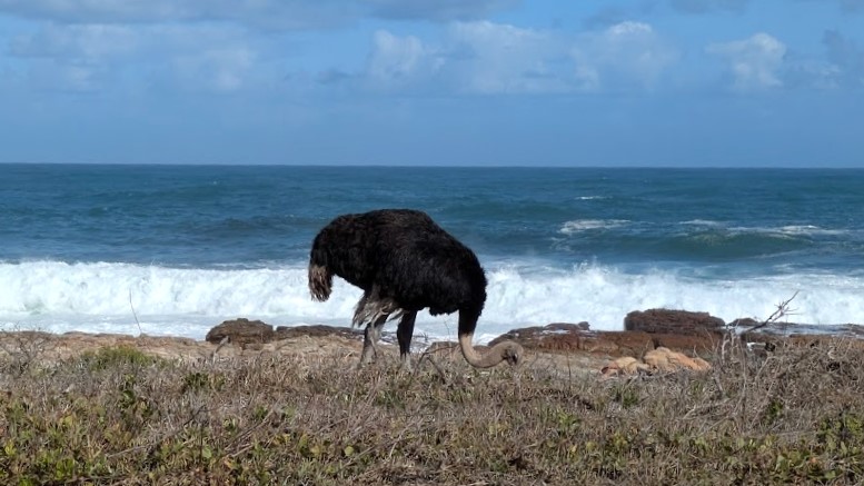 波打ち際にたたずむダチョウが不思議な感じでした