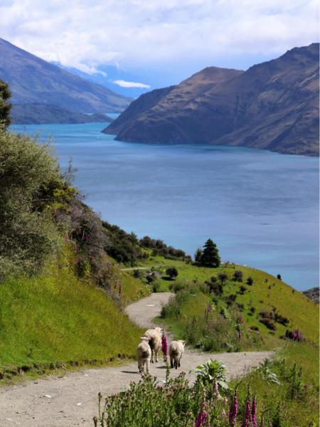 ロイズ ピークに登りました。羊の親子がのびのびリラックスしてお散歩していました。可愛かった！