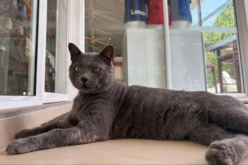 シヤム ワールドには、猫がいろんなところにいました