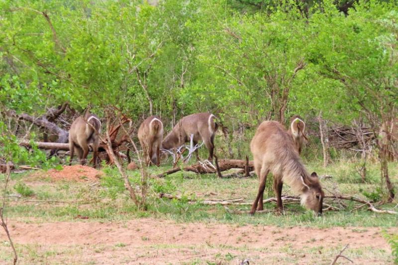 ウォーターバック