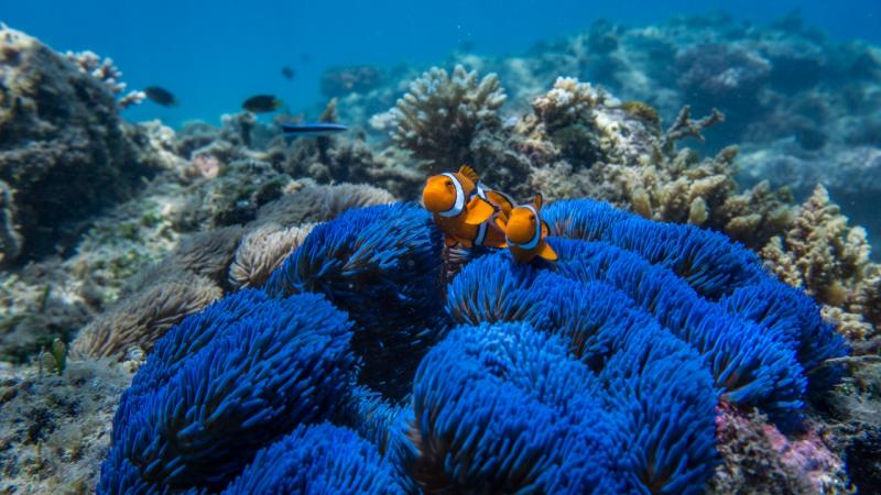 サンゴ礁のアイドル・隠れクマノミ（©Frankland Islands Reef Cruises）