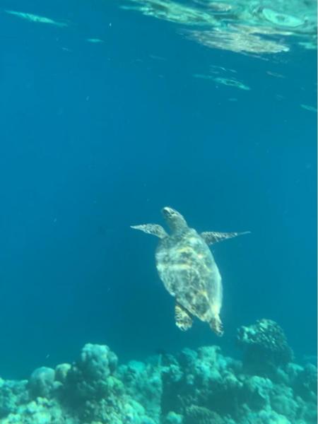 海でシュノーケリング。このようにウミガメに出会えます