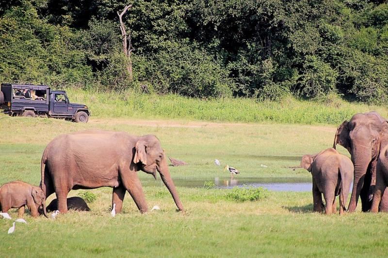 【ウダワラウェ国立公園】場所：スリランカ南部のタンガッラ近くおすすめの時期：通年見られる動物：ゾウ、水牛、シカ、野鳥など特徴：野生のゾウに出会うならここ。1年を通して野生のゾウが見られます。ウダワラウェ国立公園は、ジープサファリが人気。敷地内には野生のゾウが約500頭生息しており間近で見れます。ゾウ以外にもさまざまな動物や鳥類を見ることができます。野生に返す取り組みをしているゾウの孤児院も併設されており、保護が必要な象が育てられています。1日3回、小象にミルクをあげる様子も観察できます。タンガッラからは車で約2時間、ゴールからは車で約4時間。