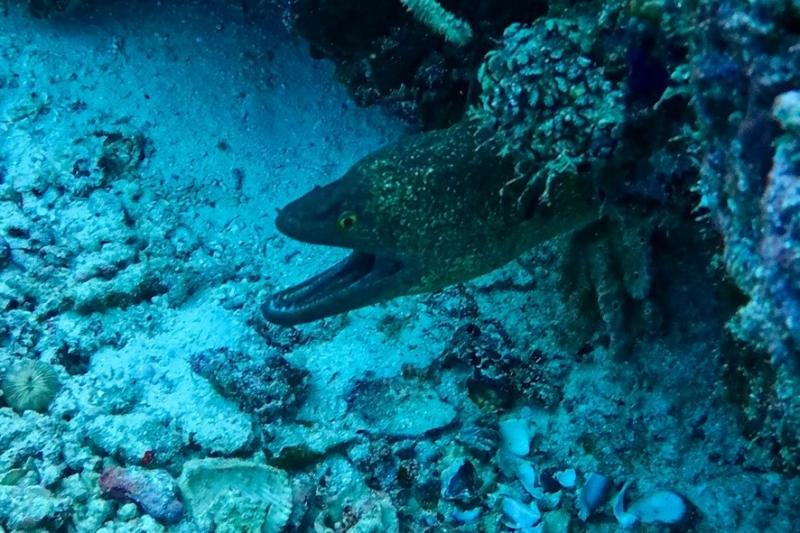 洞窟の近くでウツボを発見！ 大きく口を開ける姿は迫力がありました