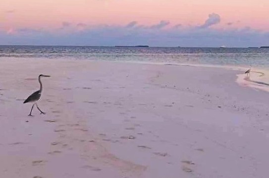 ロヌボ島にはカップル？の鳥さんがいました