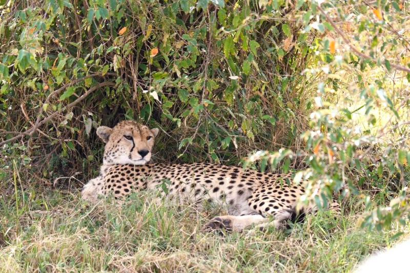 木陰で休むチーター！