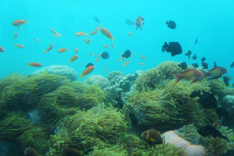 カラフルなお魚や生き生きとした天然サンゴがたくさん見られます♪