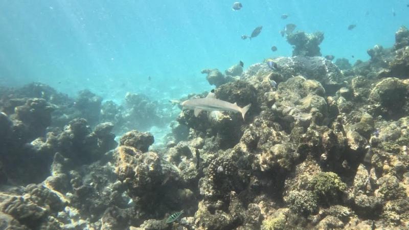 小さいサメにも遭遇！