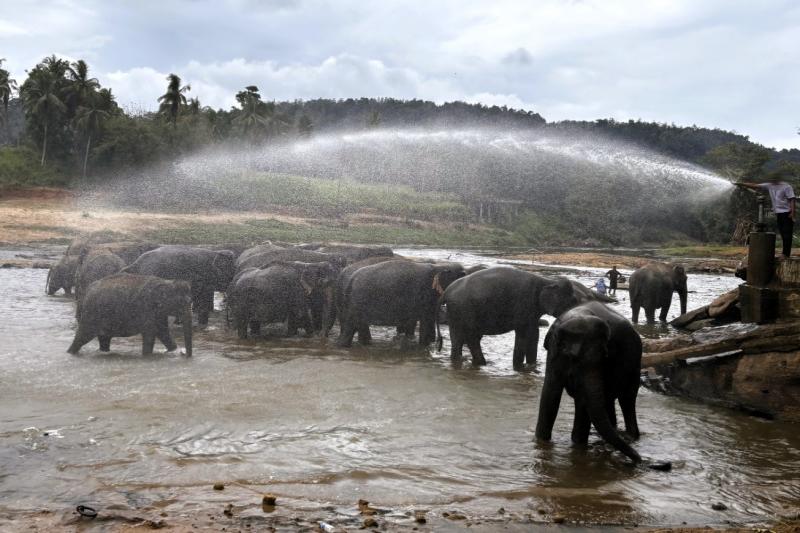川で水浴びをしているゾウの群れ