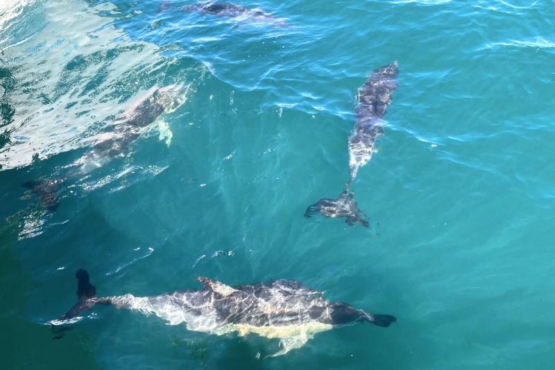 クジラはいなかったですが、イルカがたくさん見られました（写真：イルカの親子がボートに寄ってきました）。屋根のないデッキで長時間過ごすので、日焼け止めは必須でした。