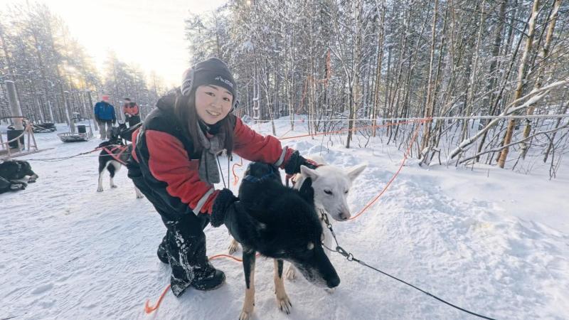 可愛いハスキー犬との触れ合い