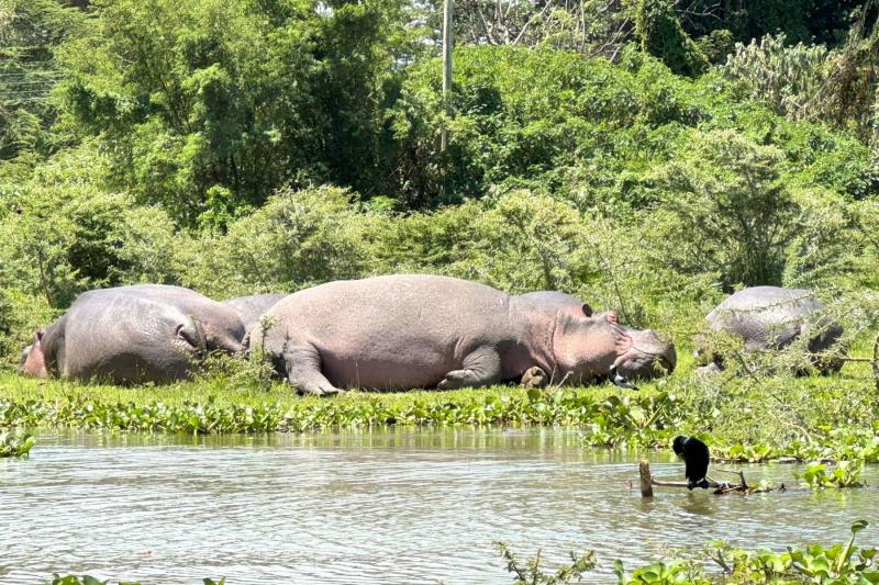 ナイバシャのボートサファリでは水辺の動物を見ることができます
