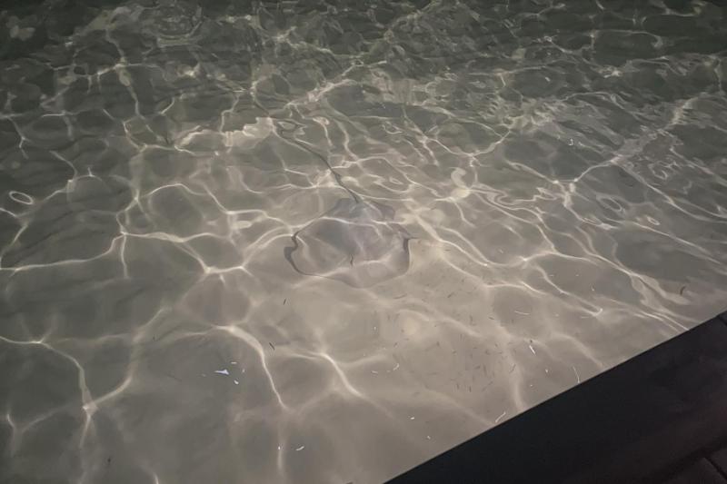 夜中にみたエイ