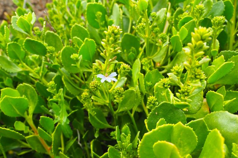 スカエヴォラ エミュラ。花が扇（ファン）の形に似ていることから、“ファンフラワー”として知られています