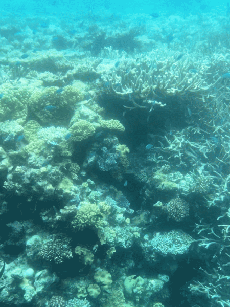 半潜水艇から見えたサンゴ礁