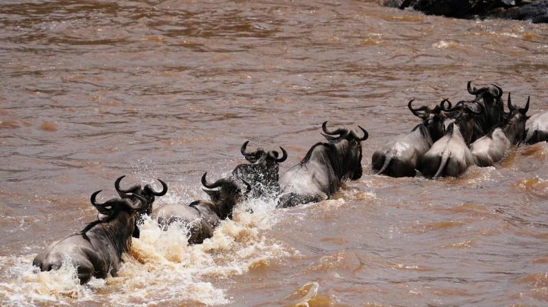 限られた時季にしか見られないヌーの川渡り。命懸けの大移動は圧巻の光景でした