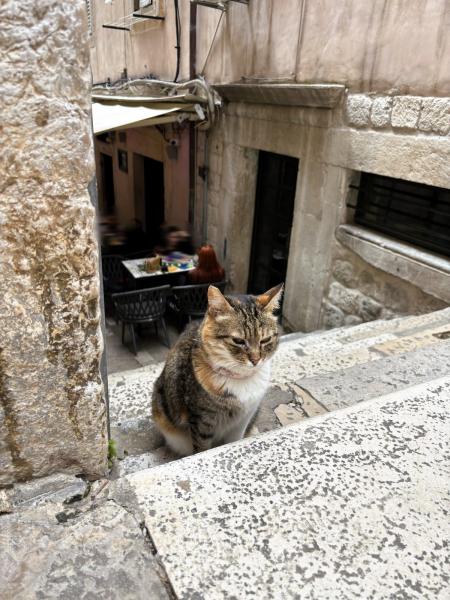 ドブロブニクの路地でネコを発見！