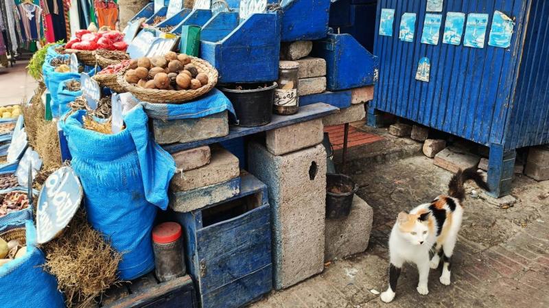 お土産屋の並びの次は…香辛料、野菜、市場に出くわしました。猫はどこにでもいます