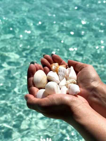 浜辺を歩くといろんな種類の貝殻が。みんな白くて可愛い！