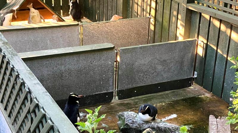 キガシラペンギンと同様にニュージーランド固有種のフィヨルドランドペンギン