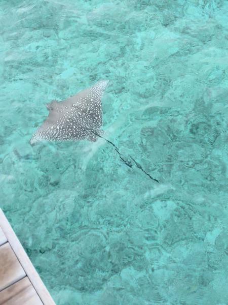 最終日に出会ったエイ