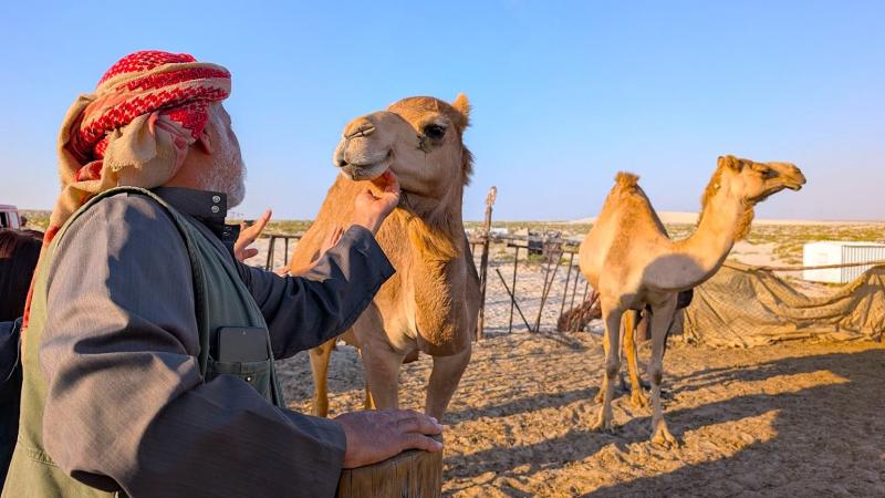 途中でラクダさんに挨拶