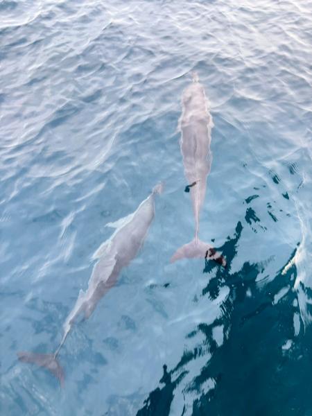 サンセットドルフィンクルーズでは、こんなに近くでイルカを見られました！