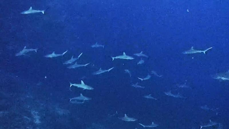 サメの赤ちゃんの群れ