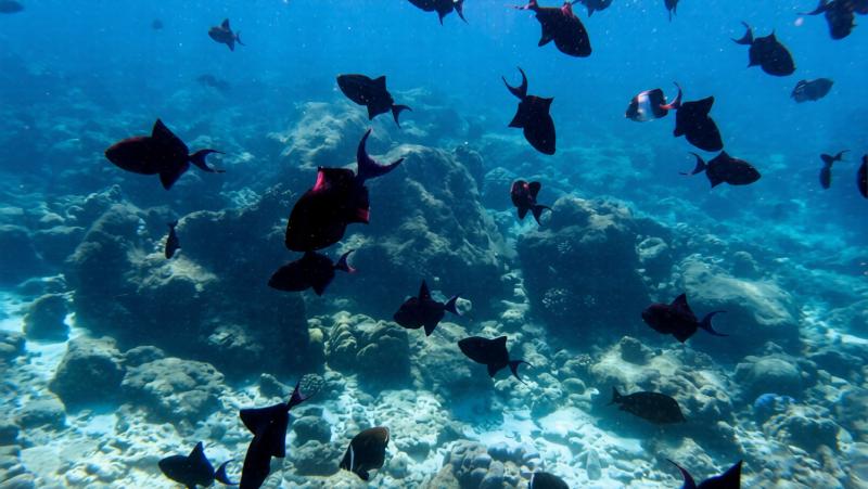 視界いっぱいに魚が見える、最高のシュノーケリング！