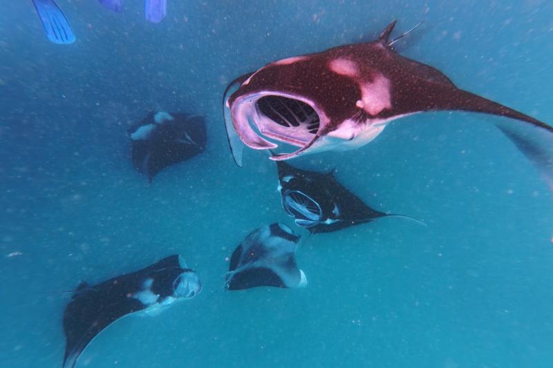 マンタとシュノーケリング