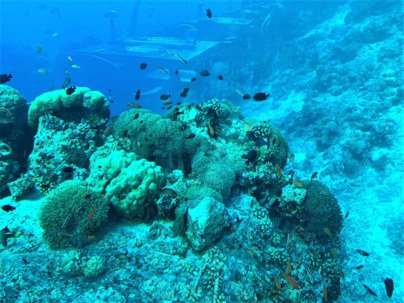 外の海には珊瑚やイソギンチャクがいるので、周りにはお魚もたくさん！