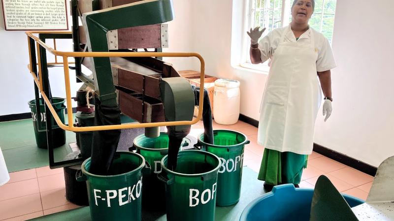 完成した茶葉を葉の大きさや形（グレード）によって選別