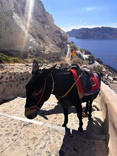 ロバタクシーのロバは穏やかそうな顔で走り出すと結構早い