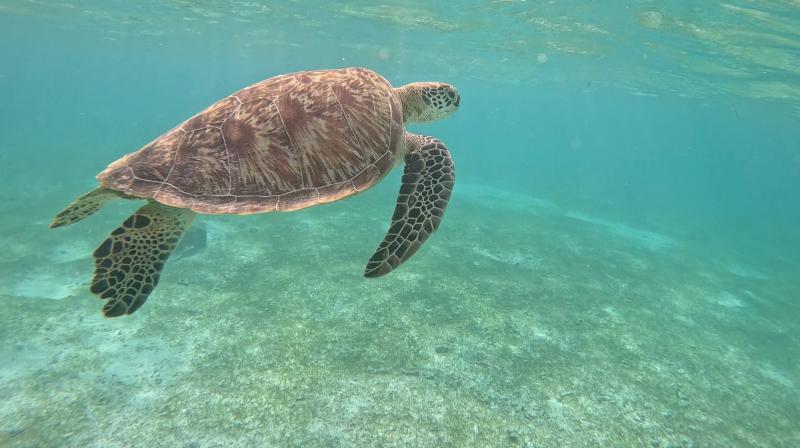 シュノーケリングで遭遇したウミガメ