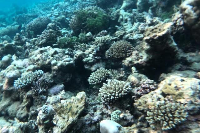 ヴィラ前のサンゴ礁（水中カメラ）