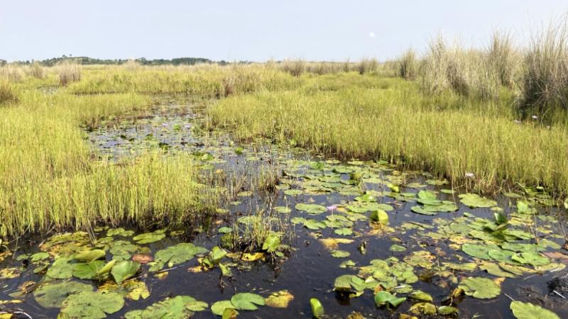 マバンバ湿地の風景