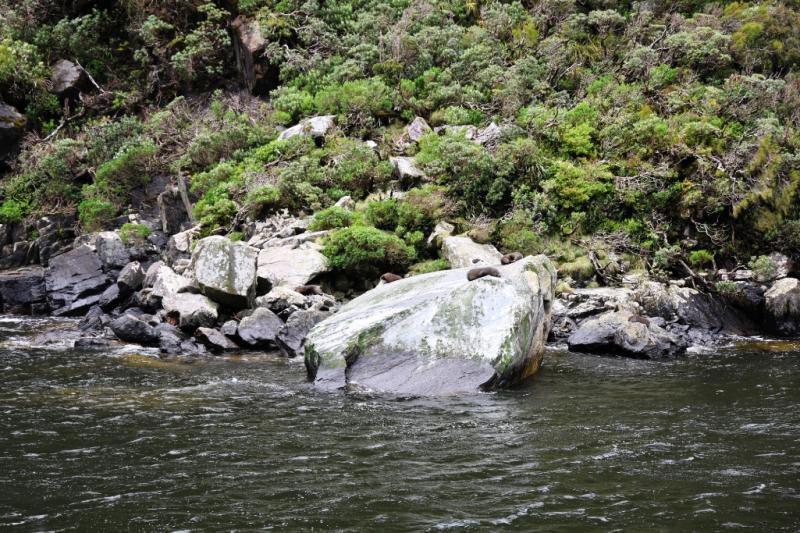 ミルフォードサウンドツアーでオットセイが岩の上にいるのを見つけました！